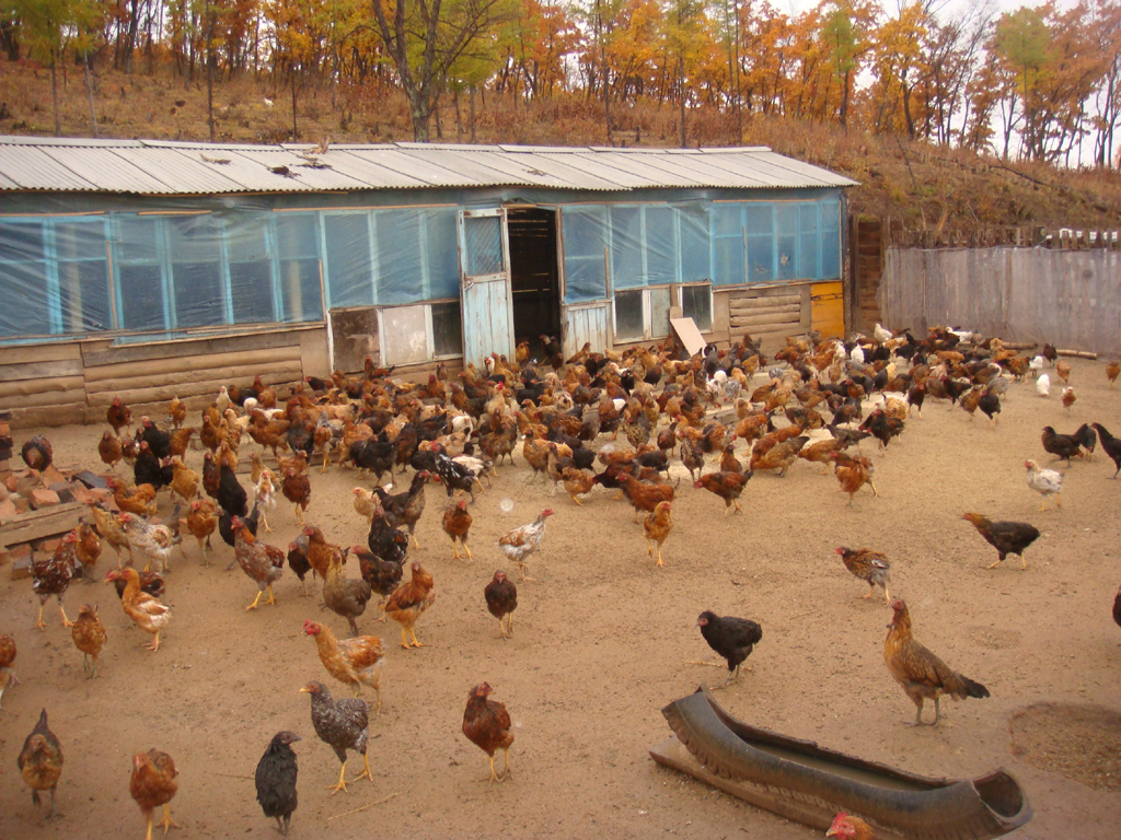 ������ֳ